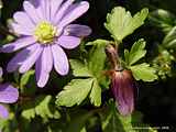 Anemone blanda