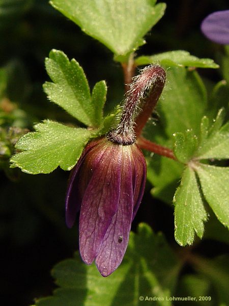 Anemone blanda