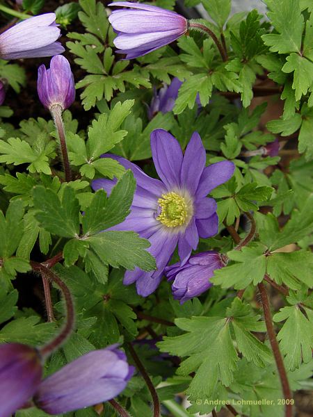 Anemone blanda