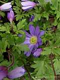 Anemone blanda