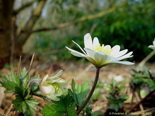 Anemone blanda