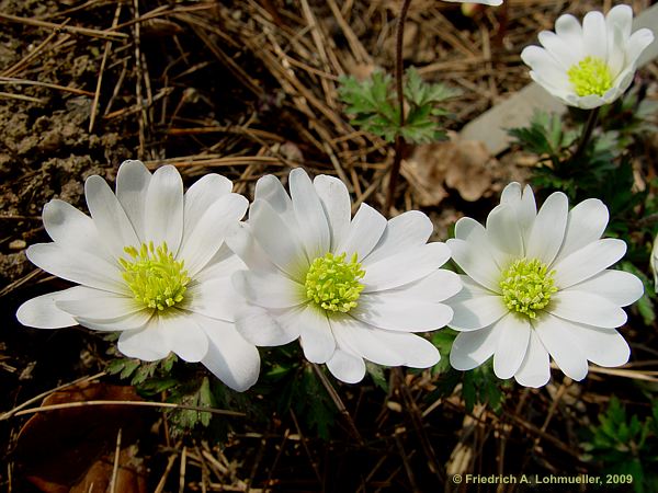 Anemone blanda