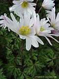 Anemone blanda