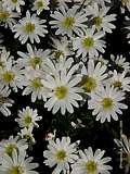 Anemone blanda 'White Splendour'