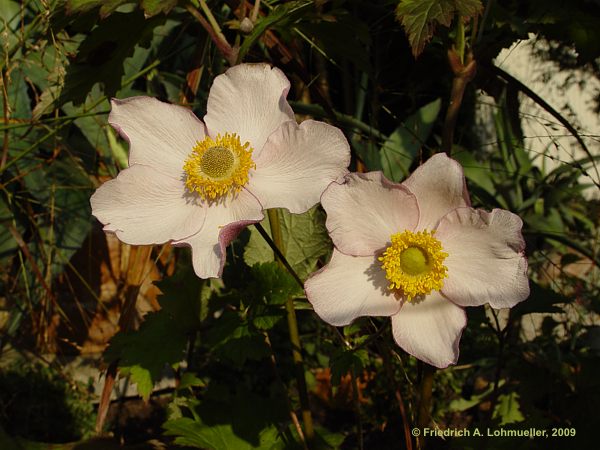 Anemone hupehensis