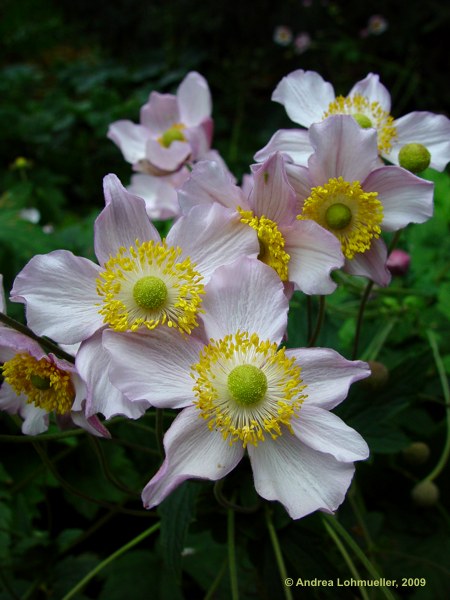 Anemone hupehensis