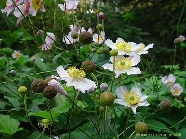 Anemone hupehensis