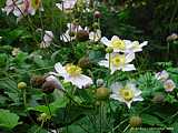 Anemone hupehensis