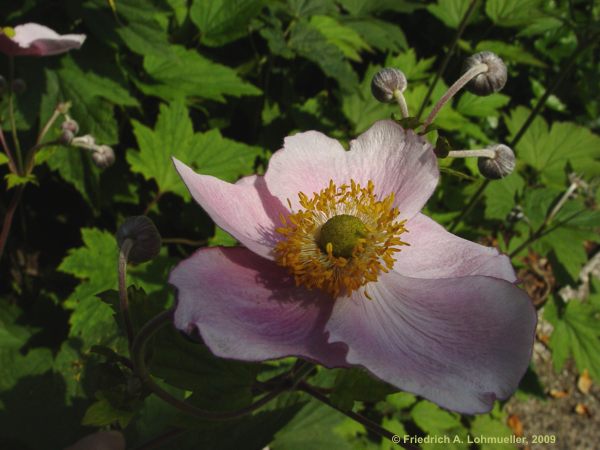 Anemone hupehensis