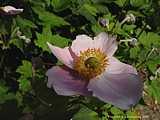 Anemone hupehensis