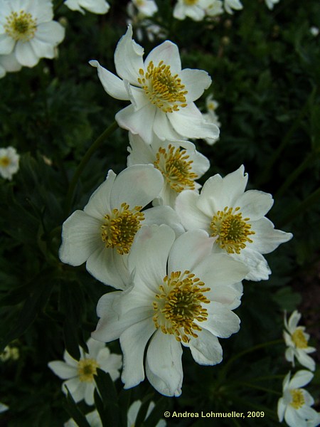 Anemone narcissiflora