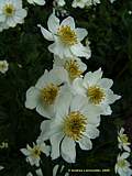 Anemone narcissiflora