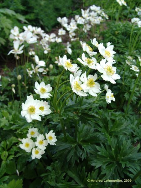 Anemone narcissiflora