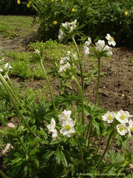 Anemone narcissiflora