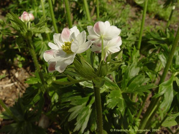 Anemone narcissiflora