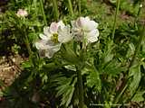 Anemone narcissiflora