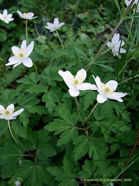 Anemone nemorosa