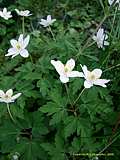 Anemone nemorosa