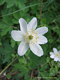 Anemone nemorosa