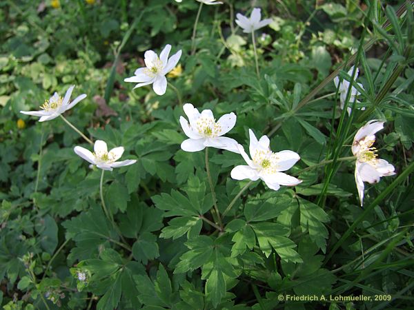 Anemone nemorosa