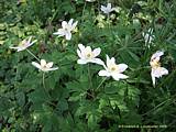 Anemone nemorosa