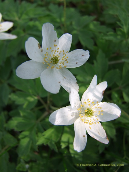 Anemone nemorosa