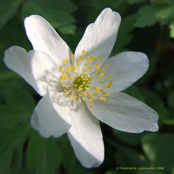 Anemone nemorosa