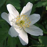 Anemone nemorosa