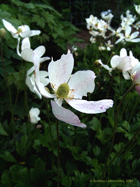 Anemone sylvestris