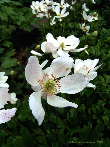 Anemone sylvestris