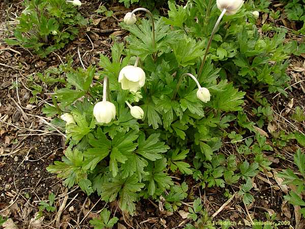 Anemone sylvestris