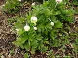 Anemone sylvestris