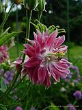 Aquilegia 'Nora Barlow'