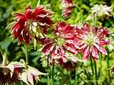 Aquilegia 'Nora Barlow'