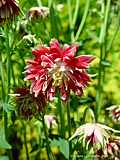 Aquilegia 'Nora Barlow'