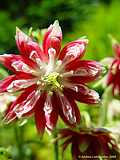 Aquilegia 'Nora Barlow'