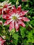 Aquilegia 'Nora Barlow'