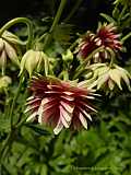 Aquilegia 'Nora Barlow'