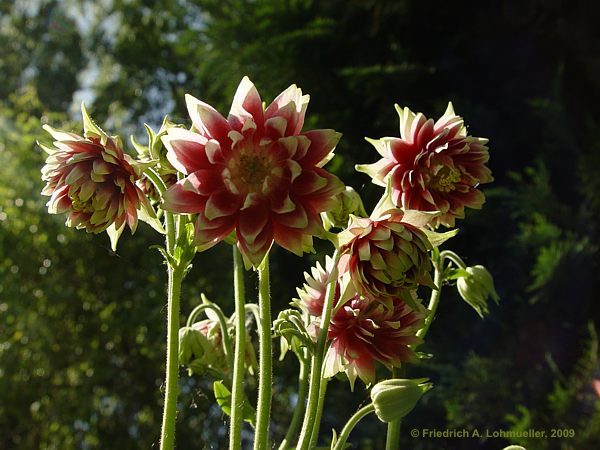 Aquilegia 'Nora Barlow'