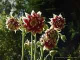 Aquilegia 'Nora Barlow'