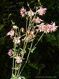 Aquilegia vulgaris