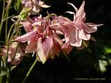 Aquilegia vulgaris