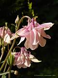 Aquilegia species