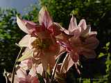 Aquilegia vulgaris