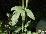 Aquilegia vulgaris