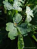 Aquilegia vulgaris