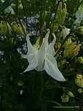 Aquilegia vulgaris