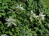 Aquilegia vulgaris