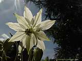 Aquilegia vulgaris