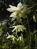 Aquilegia vulgaris